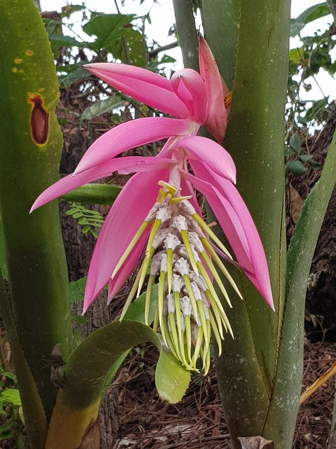Pousada Recanto Dos Beija Flores 南蒙蒂阿莱格里 外观 照片